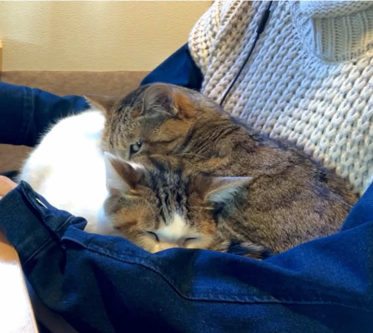 ちゅ〜る代稼ぐから寝とけや！！ #猫のいる暮らし #猫の日常 #猫 #猫 