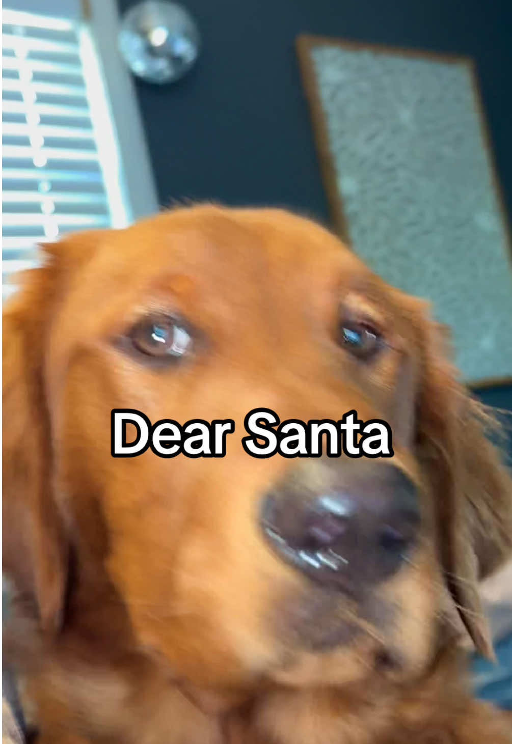 Dear Santa🤪🎅🏻 #dogsoftiktok #dogtok #dearsanta #dog #santa #doggo #fyp #foryou #goldenretriever #dogdad #christmas