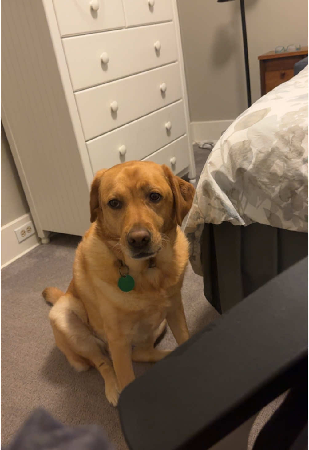 My dog has a human face part 3