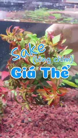 Cây sake gắn giá thể #nuoicacungminhkhoi #fishtok #aquarium #caythuysinh #hothuysinh #naniaqua 
