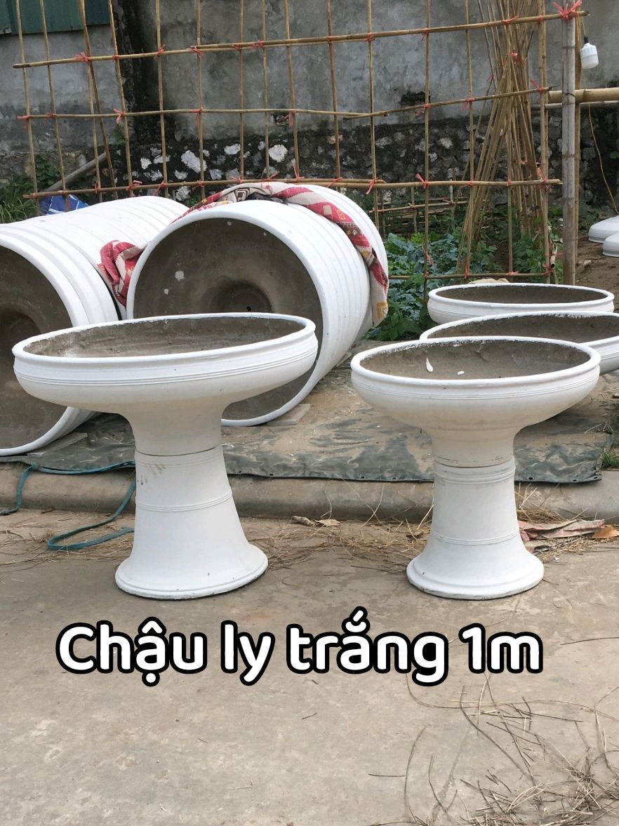 20 chậu ly trắng 1m giao khách Long Biên, HN chiều qua. #chaulytrang #chaucaycanh 