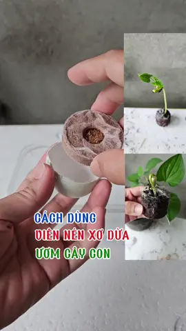 Cách dùng viên nén xơ dừa ươm cây con. #loanlamvuon #viennenxodua #uomcay #trongcay #trongrau #CapCut 