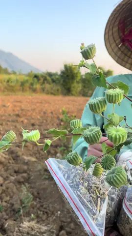 Cây cối xay làm bay sỏi #chuasoithan #soithan #ngân_thuocnamdtmuong #duarung #caycoixay #caycoixay89 