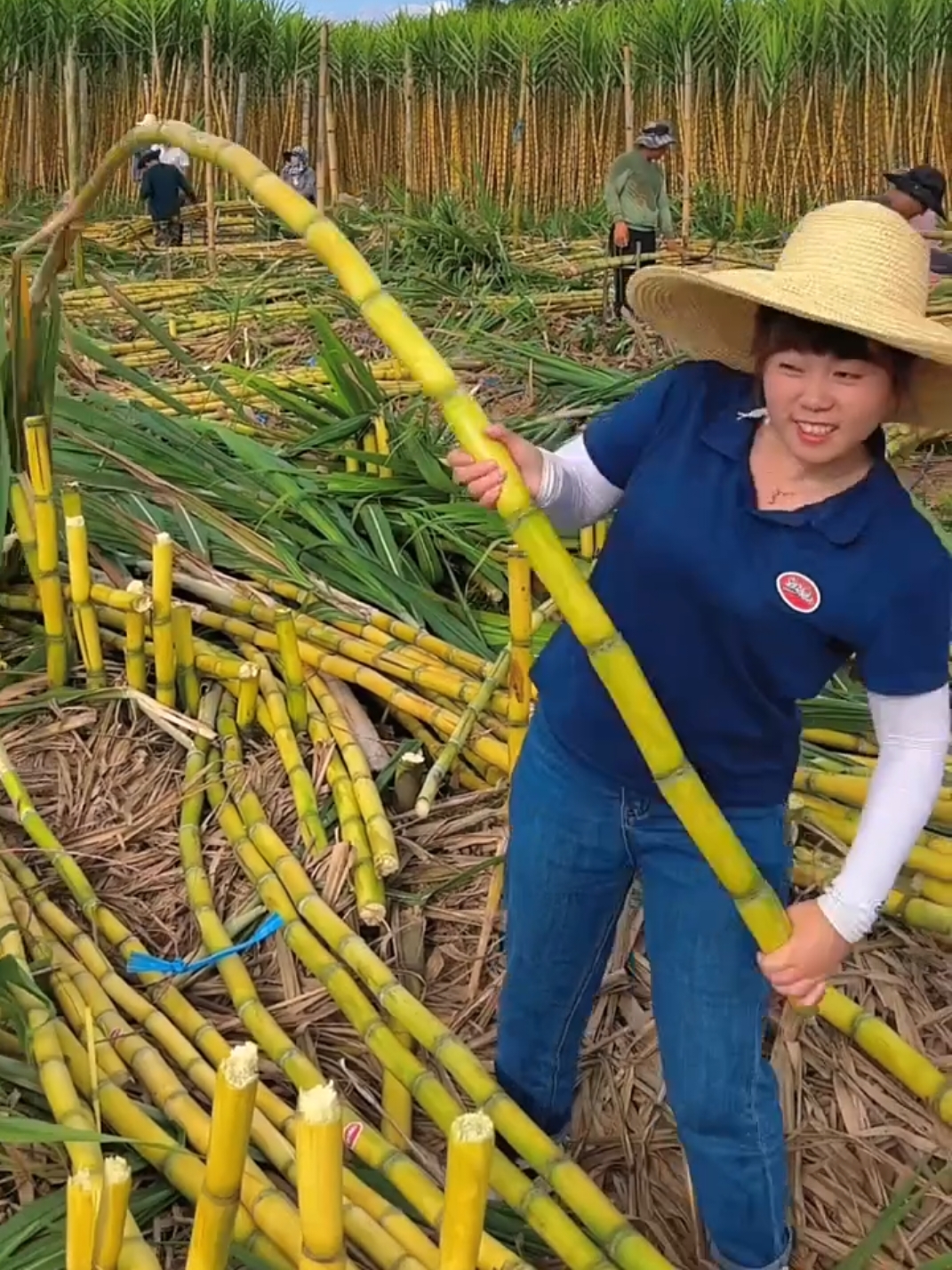 Juicy sugarcane harvesting #agriculture #fresh #nature #harvest #sugarcane 