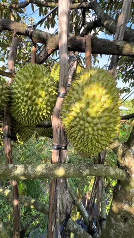 Ae ri6 sao rồi 💪#hai60dongnai #catsaurieng #sauriengmientay 