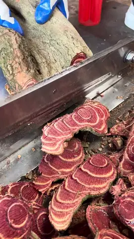 Chicken Blood Vine _ Nature_s Gift _satisfying