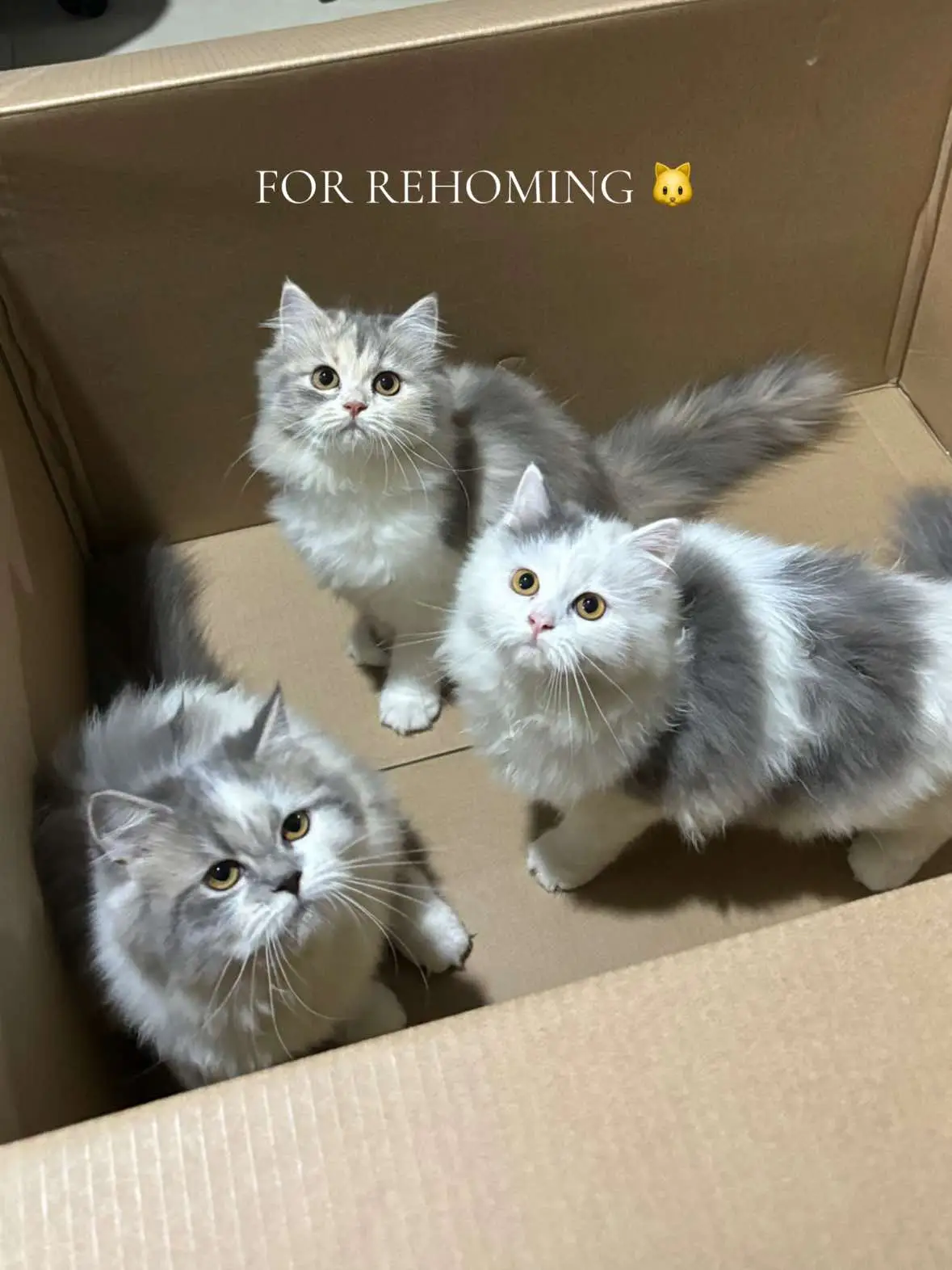 These kittens are ready to find their furrever homes! 🐱💛🧡 DETAILS: • Exotic - Persian breed • 4 months old, with deworm and vaccine. • bigboned, litter trained and very playful!  • date of release - dec. 26 onwards 📍location: karangalan cainta rizal (for pick up or pet transpo) for interested fuparents, send us a message here on tiktok or on our facebook page (The Grays Cattery) #thegrayscattery #kittensoftiktok #foryoupage #typ #persiancatph #philippines #cats #viral #orangecats #catsoftiktok 