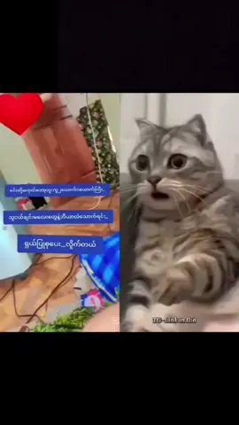 #fypပေါ်ရောက်စမ်း #fyp #fyp #fyp #fyp #fyp #fyp #fyp #tiktokviralmyanmar #fyp #fyp #foryou #fyp #fyp #fyp #fyp #views #fyp #fyp #fyp #views 