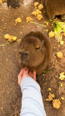 chubby baby capy☺️😊 #capybara #funnyvideo #cute #Love #lovable 