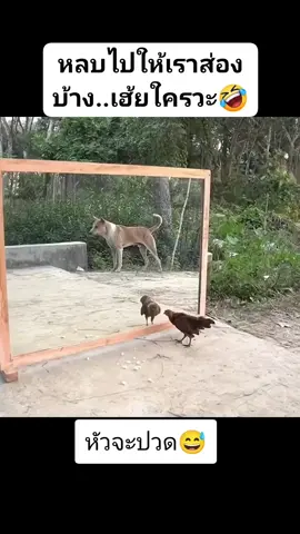 กระจกทำเรื่องจนได้ #ตลกๆ #ฮาๆ #สัตว์โลกน่ารัก #ไก่ #หมา #เทรนด์วันนี้ #อย่าปิดการมองเห็น #ขึ้นฟีดเถอะ 