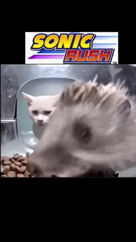hedge and car #sonic #sonicthehedgehog #blazethecat #sonicrush #meme #sega #fyp 
