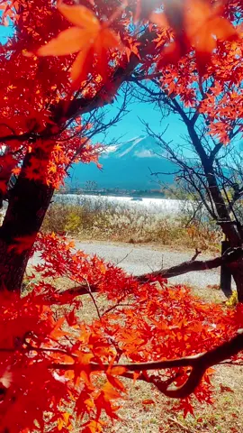 Japan’s Autumn#秋 #autumn #fuji #japan #xuhuong 