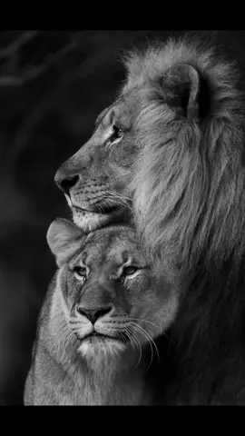Love Me Like You Do ❤️🦁 | A Wild Love Story#LoveMeLikeYouDo #LionLove #MajesticRomance #WildlifeCouple #EllieGouldingVibes #KingAndQueen #AnimalLove #NatureAesthetic #TikTokVibes #RomanticWildlife