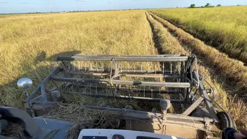 វាលនាងខុន🌾🥷🏻🦅#គ្រួសារត្រកូលk🇰🇭❤️ 
