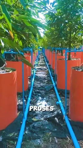 Teknik penyiraman tanaman durian yang sangat luar biasa di negara Thailand #fyp #trending #viral #reels #shorts #vod #fbpro #facebookpro #pemula #pertanian #agriculture #farming #perkebunan #kebun #gardening #garden #harvesting #berkebun #durian #duren #buahduren #buahdurian 