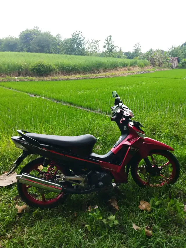 #piyooo ##supraproperstylexlama #sawahpadi #ilmupadi 