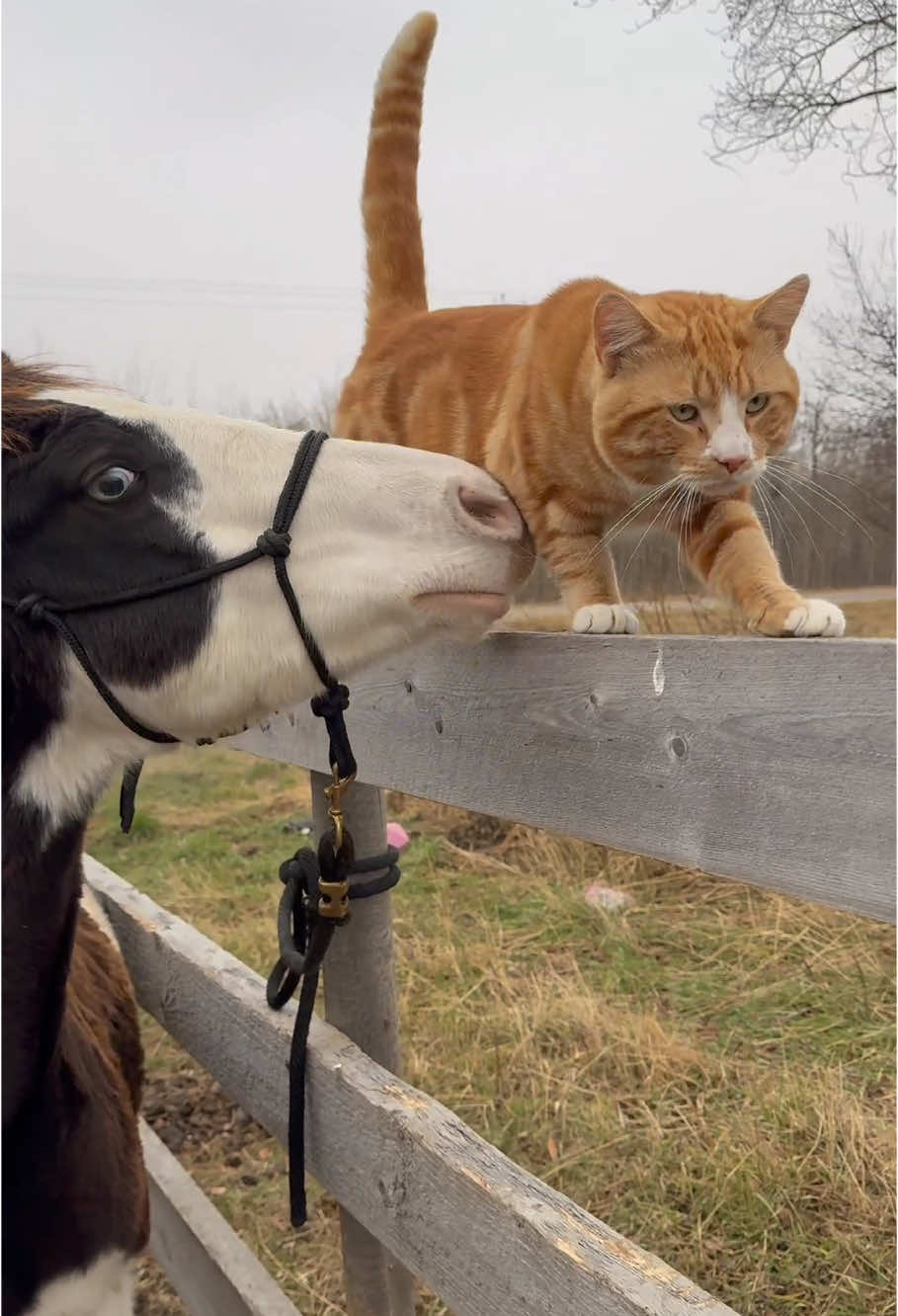 Cat and horse 🤣#cat #horse #funny #catsoftiktok #funnyvideo #funnyanimals #pets 