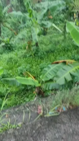 #vibes #fyp #lumbir_banyumas #4u 