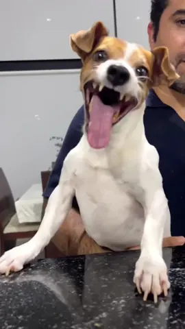 Keep smiling in front of the camera#foryou #funny #dog #fyp #funnyvideo 