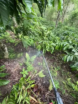 #xyzbca #petanimuda #petanikopi #fyp #fyppppppppppppppppppppppp 