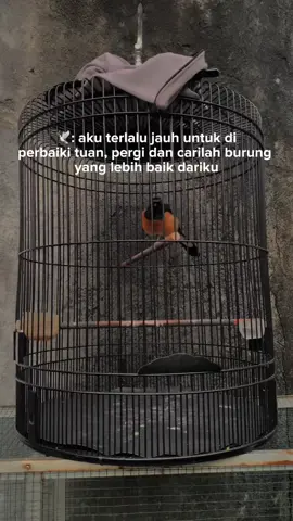 Semua yang berusaha pasti akan berubah 🥰  #murainatusujud #gayaburungmurai #muraibatuindonesia