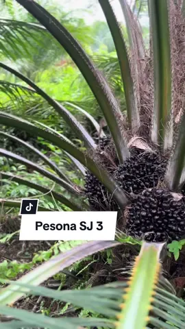 #sj3 #sriwijaya3 #sawit #sawitjambi #petanisawit #palmoil #sawitontiktok #kelapasawit 
