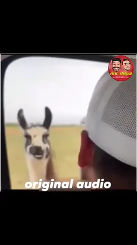 ඔටුවා vs හුලං ඔටුවා  Sinhala animal Dubbing. හඬ කැවීම දිලිප් තේජන සහ චමත් හසරංග. @dillytk_official @chamath.hasaranga #marudabalak #මරුඩබලක් #dilipthejana #chamathhasaranga #dubbing #foryou #foryoupage #fyp #funnyvideos #srilanka #fypシ゚ #tiktokviral #animaldubbing #sinhalaanimaldubbing