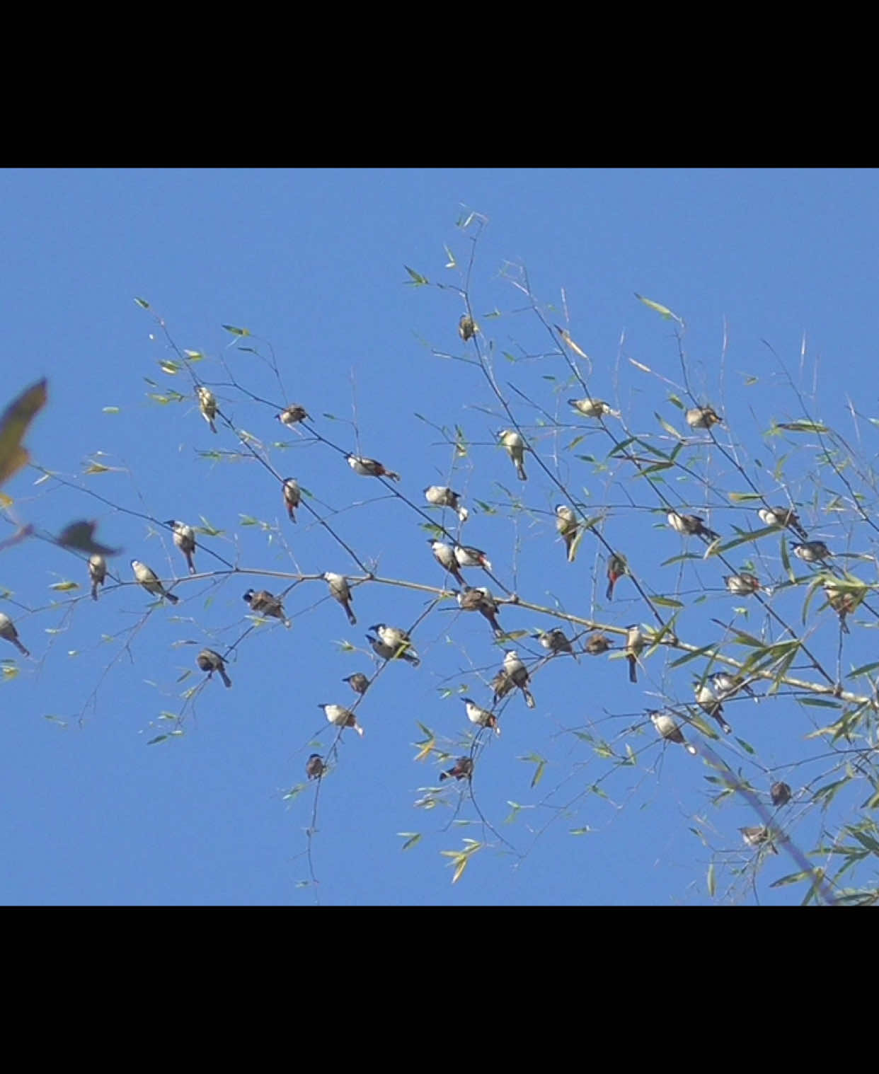 #lụpthủbẫyđấu 