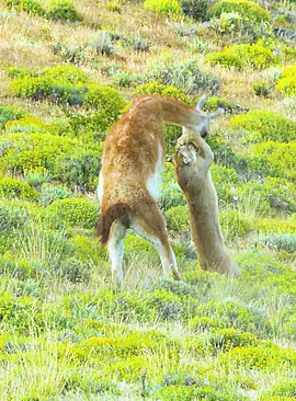 #fyp #wildlife #animalsworld #foryoupage 