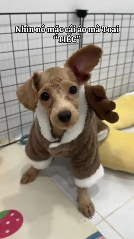 Mua con áo rẻ mà chất lượng mặc mùa đông này là ngon lành luôn bao ấm 😂#tranphamsiiusua #giadinhloka #Suango #Siiubao #dogsfunny #xuhuong #poodletiny @Gia Đình LoKa 