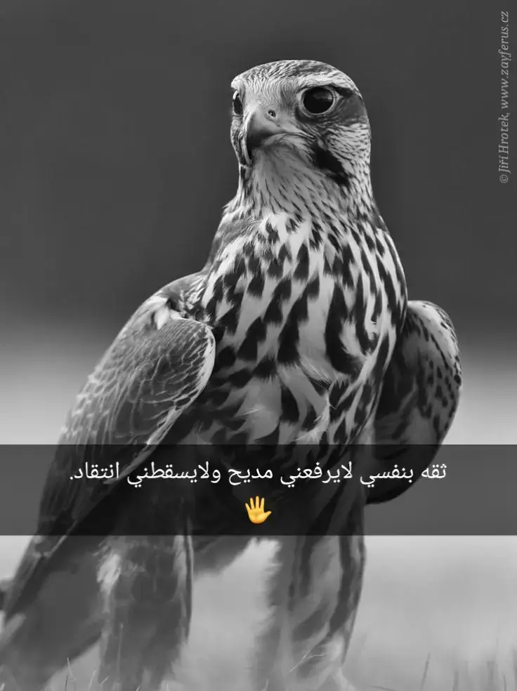 #عباراتكم_الفخمه📿📌 #شيلات_حماسيه 