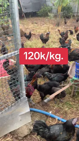 Gà hmông viện 120k/kg gà tại đồng nai #gàhmôngđồngnai #chănnuôigà #gàtâybắc ###
