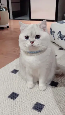 #cat #cute #funnyvideos #funny #fyp #catsoftiktok 