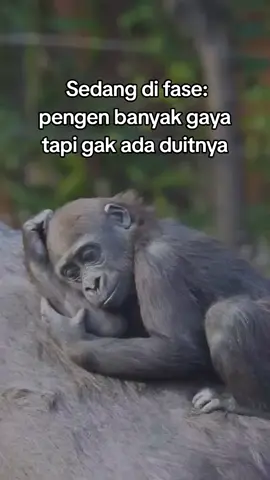 ada yang sama juga gak? 😁 #fypシ゚viral #monyetlucu #sedih #galau 