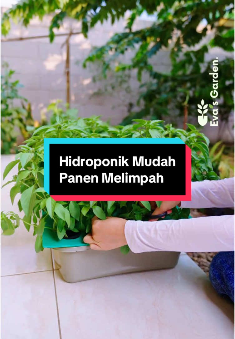 Hidroponik Lengkap Cuma 60 Ribu Mulai nanem sayur sendiri di rumah sekarang gampang banget! Cukup 60 ribu, kamu udah dapet paket hidroponik lengkap, mulai dari netpot, benih, media tanam, sampai alat takar nutrisi. Tinggal pakai, nggak perlu ribet beli alat tambahan lagi. Cocok buat nanem bayam, pakcoy, selada, dan sayuran lain. Dalam 30 hari aja udah bisa panen, lho! #hidroponik #hidroponikpemula 