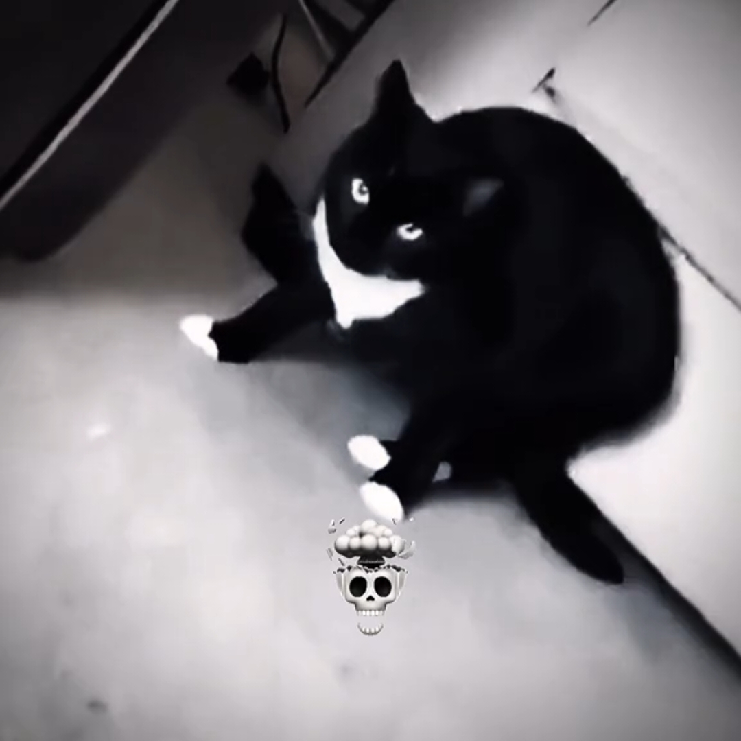 #cat #cats #catlover 