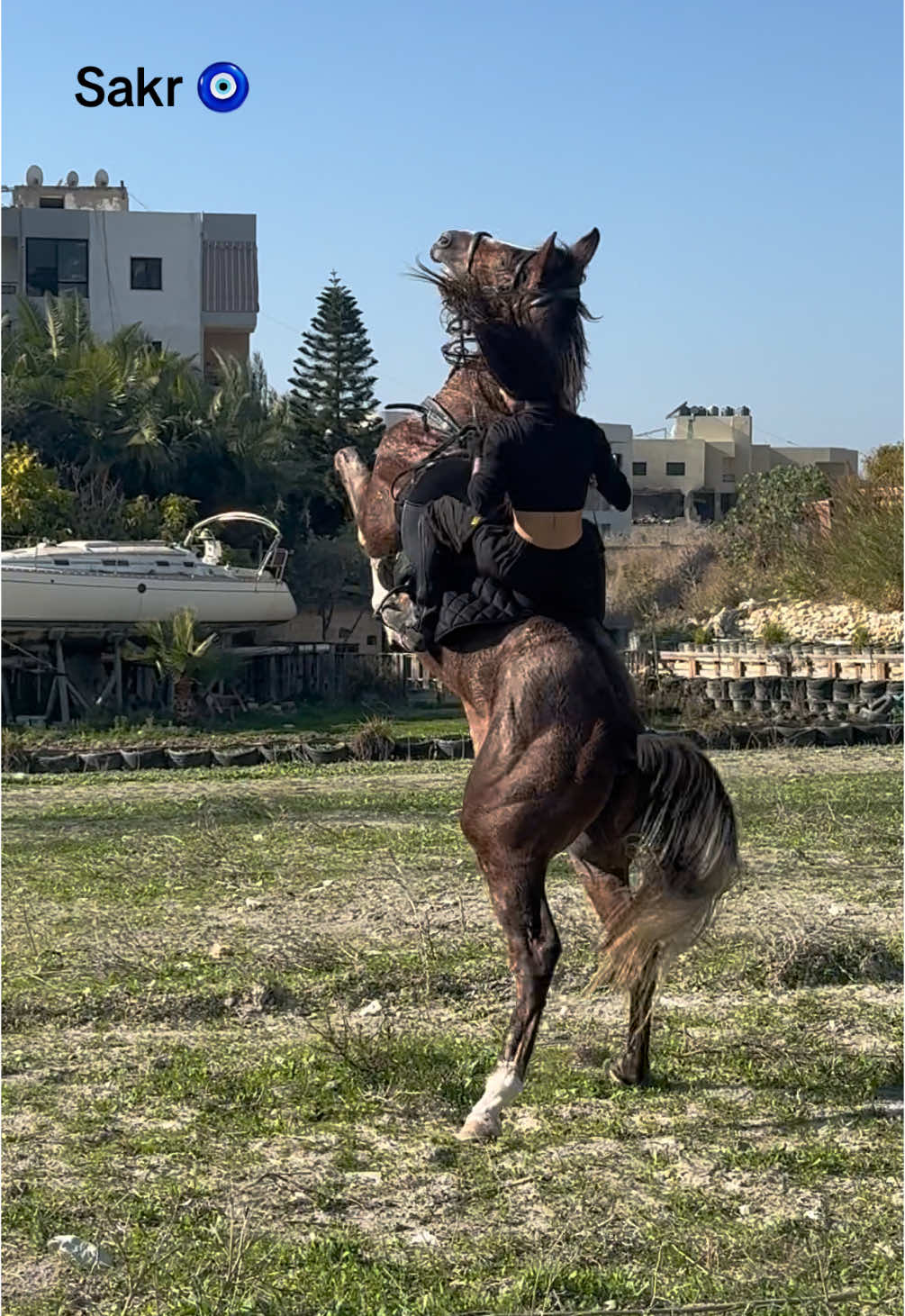 #sakr #sakrthehorse #lebanon🇱🇧 #horse #horsegirl #horsemom 