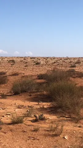 #الوطن_القبلي_ليبيا_امقبل🏜 #الوطن_القبلي❤ #اكسبلور #explore #هشتاق #ليبيا #explorer 