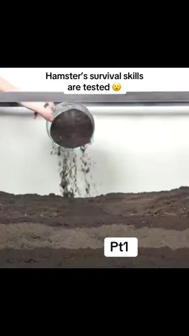 A hamsters survival skills are put to the test #fyp #foryou #foryoupage #foryourpage #xyzabc #viral #challenge #hamsters #animal #survival 
