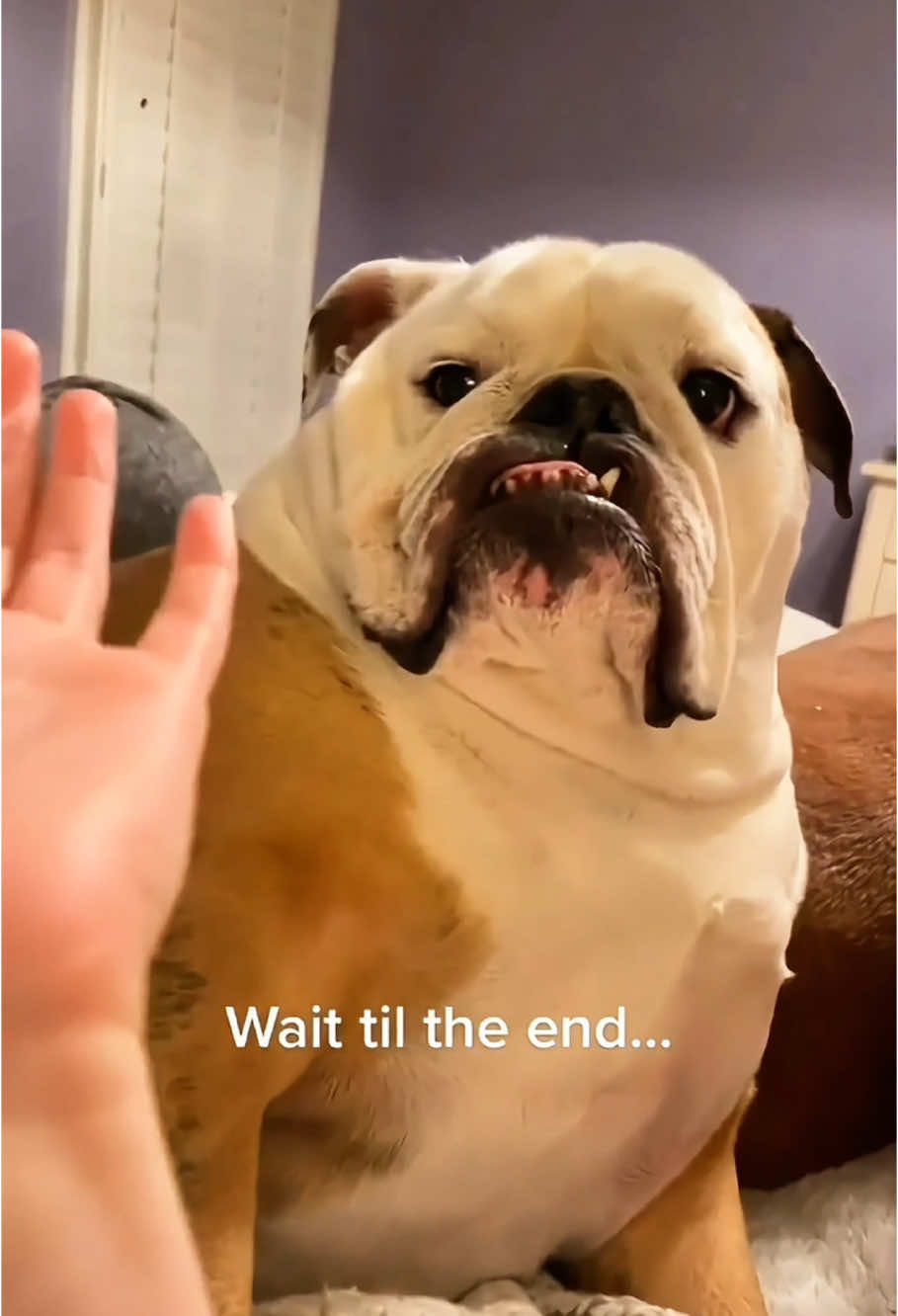 funny dogs Comp 🤣🐶 episode 424 #funny #pet #animals #funnyanimals #fyp #foryou #dog #dogsoftiktok #funnyvideos #🤣🤣🤣 #funnydog 