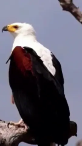 Eagle 🔝#Empire_EDox #edit 