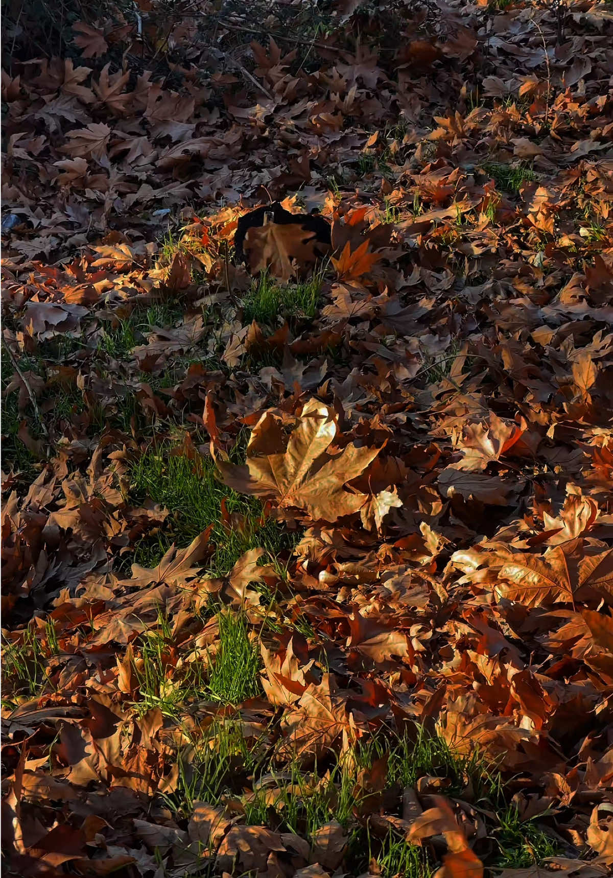 خۆشەویستی چییە؟ من ئاشقی پایز و گەڵا و سروشتمـ🍂🤎 . . . . . . . #پایز #گەڵا #سروشت #کوردستان #کورد #active #fyp #fypシ #explore #naturephotography #nature #natural #autumn #خەزان #🤎 #🍂 #قەرەداغ #تیمار #ئیشق #عشق #حب 