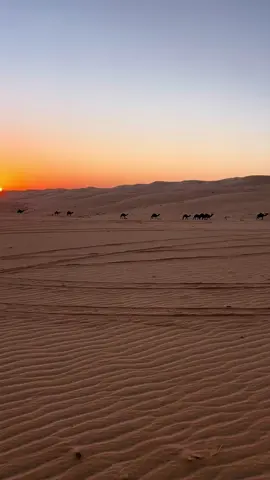 #الرمله_الربع_الخالي🌾 #البل_عطايا_الله_عشاق_البداوه_🐪😍 #شروره_نجران_الوديعة 