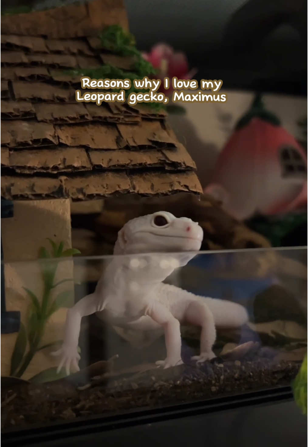Fee reasons why i love my Maximus 🤍 . . .  #reptiles #reptilesoftiktok #reptiletiktok #reptilekeeper #reptilemom #reptileowner #leopardgecko #geckosoftiktok #geckotiktok #leopardgeckosoftiktok #gecko #exoticpets #PetsOfTikTok #reptileroom 
