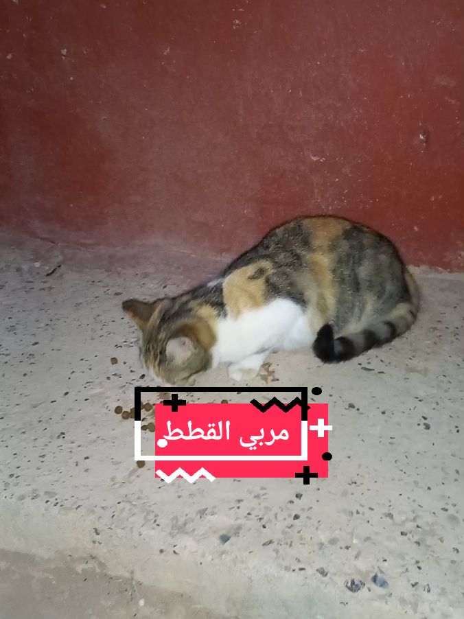 مربي القطط تحفة نادرة  #قطط #cats #catsoftiktok #المغرب_فرنسا #المانيا🇩🇪 #فرنسا🇨🇵_بلجيكا🇧🇪_المانيا🇩🇪_اسبانيا🇪🇸 #france🇫🇷 #المانيا #المانيا🇩🇪 