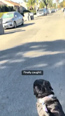 Finally caught the junk car dude that be hatin on my car 😩 its not junk! #junkcars #latinostiktok #hoodlife #walking #hispanics #junkcarremoval #prius #camry 