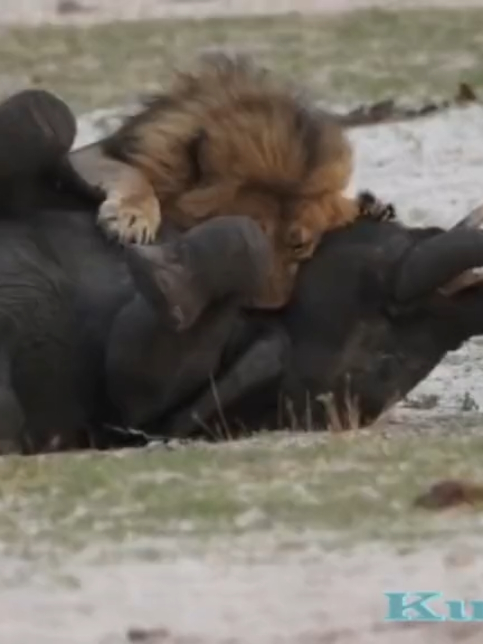 Lion Hunting Elephant: A Rare Encounter #LionHunt #Elephant #Wildlife #AnimalKingdom #WildlifeDocumentary #NatureEncounters #PredatorAndPrey