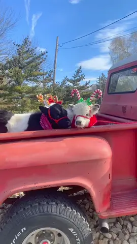 Rockin’ around the Christmas tree with these cuties! #MiniCow #animals #Animallover #holiday #christmas #fyp #funny #cute #cuteanimals #cows #funnyanimals 