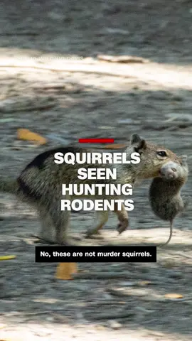 A new study reveals the first evidence of California squirrels hunting and eating small rodents. CNN's Julianna Bragg explains why researchers think this natural phenomenon is critical to future behavioral discoveries in animals. #cnn #news #squirrels #squirrelsoftiktok #rodents