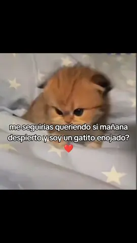 #parejas #paradedicar #novios #gatos #Amor #gatitos #cutecat #miau #kitten #cat #fyp #